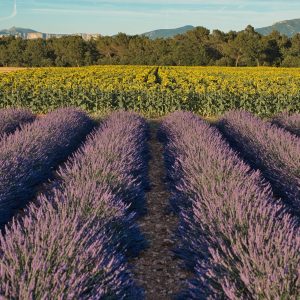 De provence lavendel