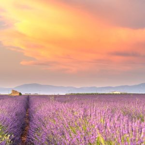Lavender on sunset